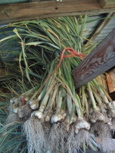 Freshly pulled garlic hanging in shed
