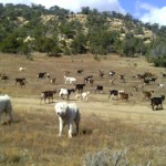 Coonridge Dairy